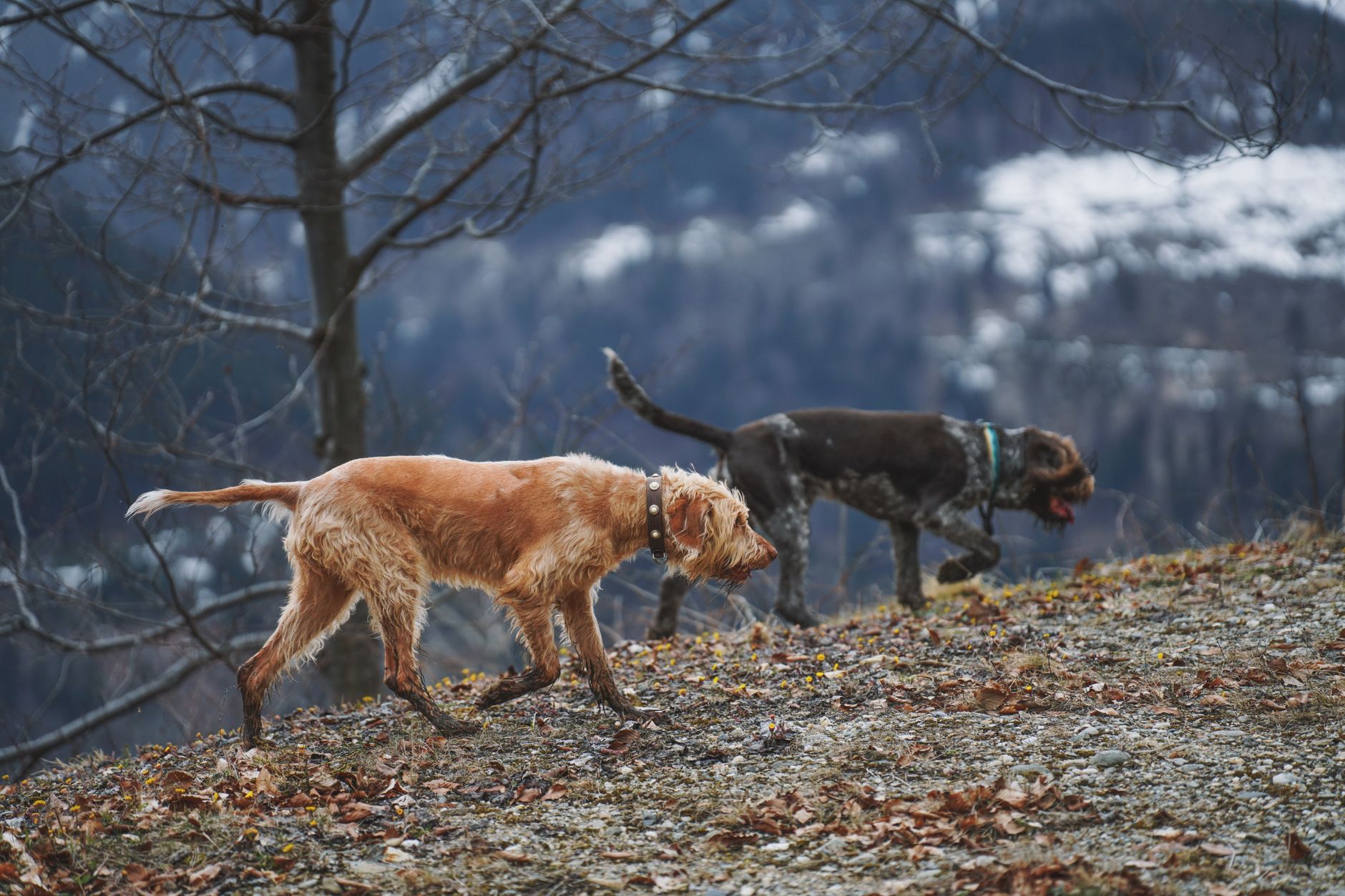 Hunting dogs resting in the shade during a day afield in rural Spain