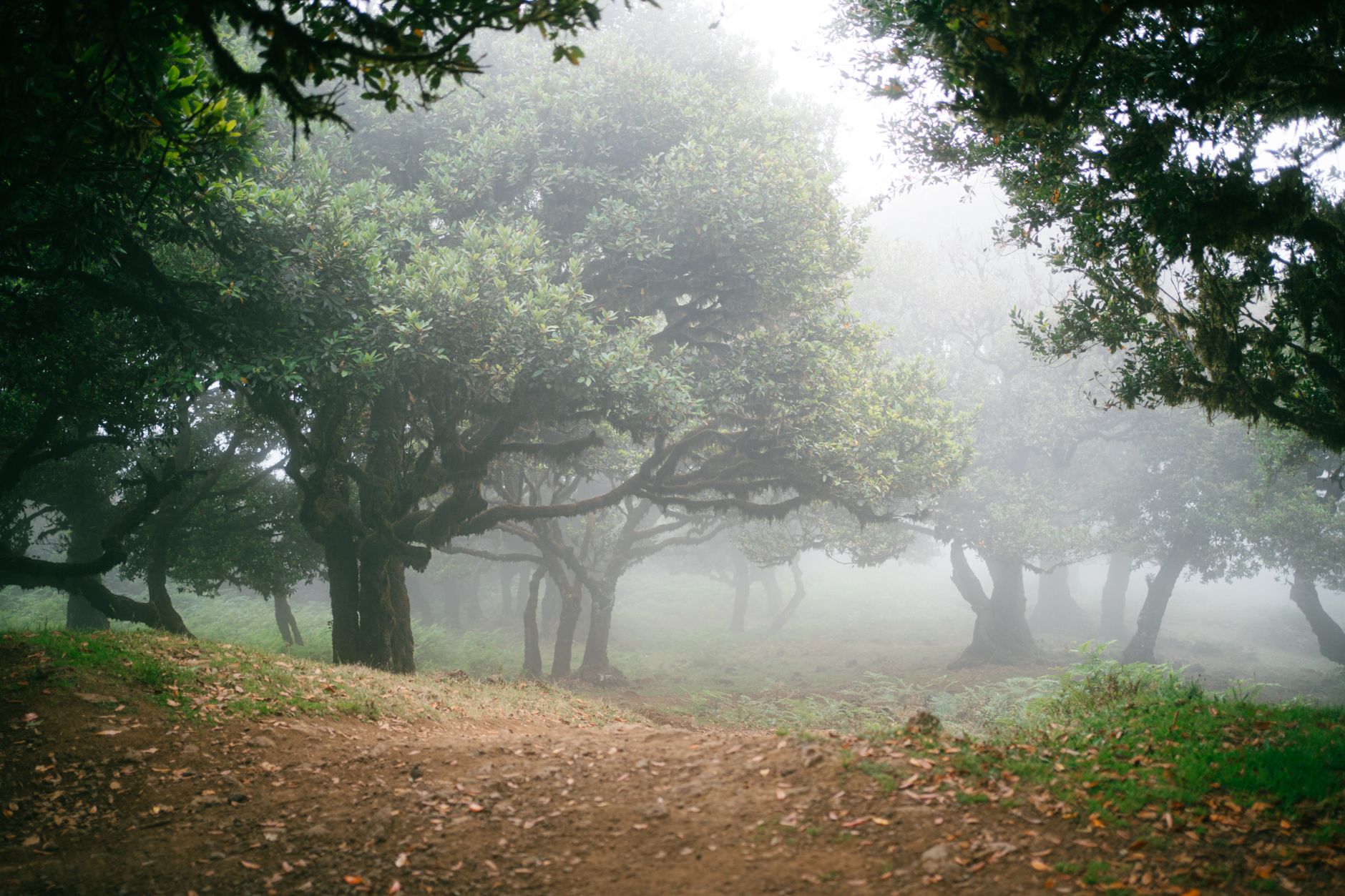 Misty morning light filtering through holm oaks in a Spanish dehesa landscape