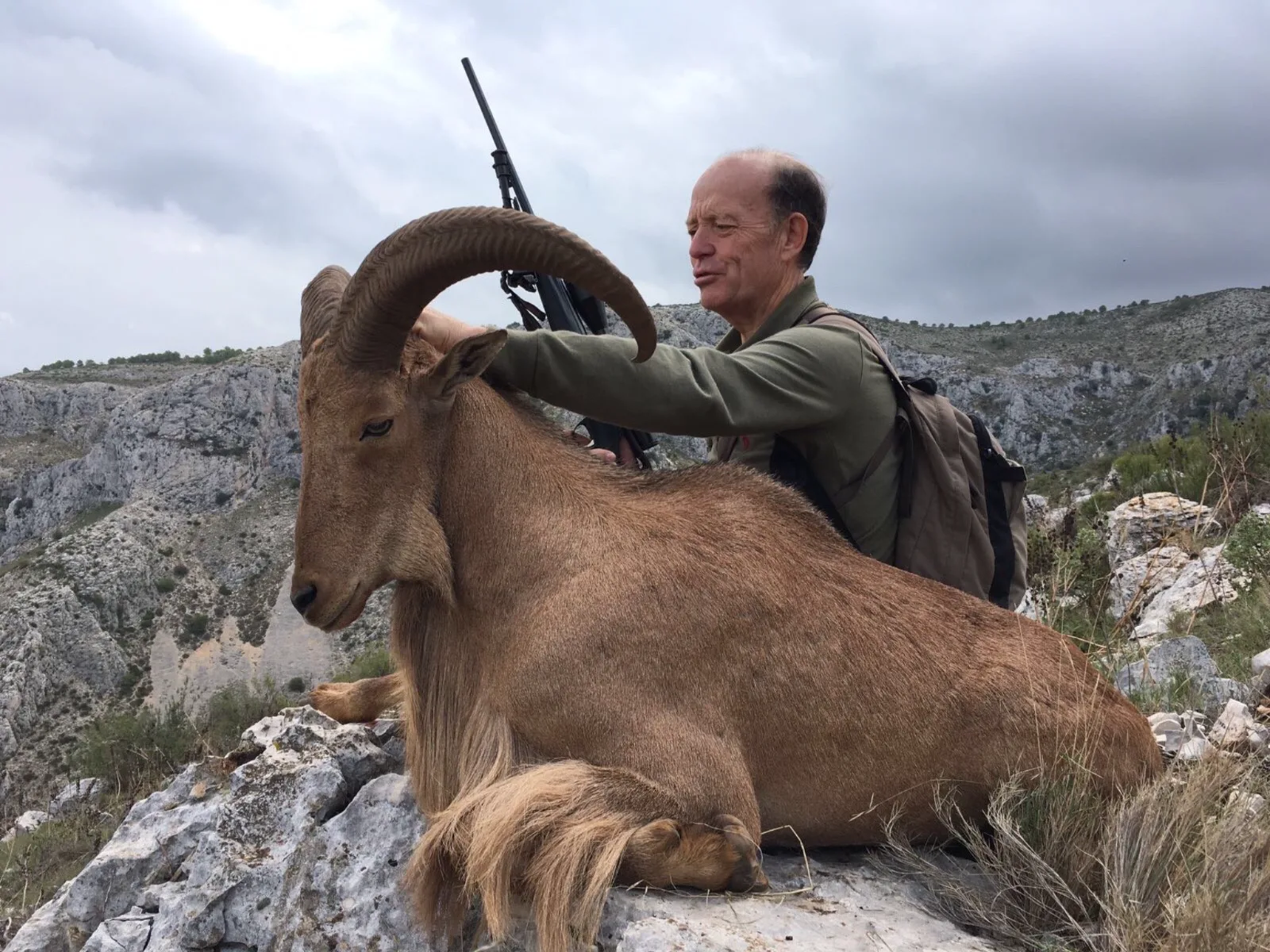 Arrui (Barbary Sheep) — Southeast (Murcia and Almería) (2)