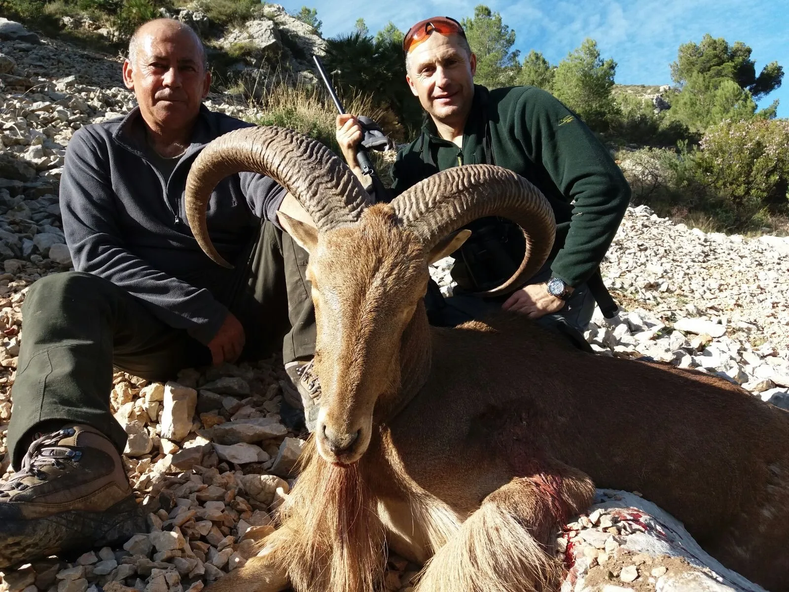 Arrui (Barbary Sheep) — Southeast (Murcia and Almería) (3)