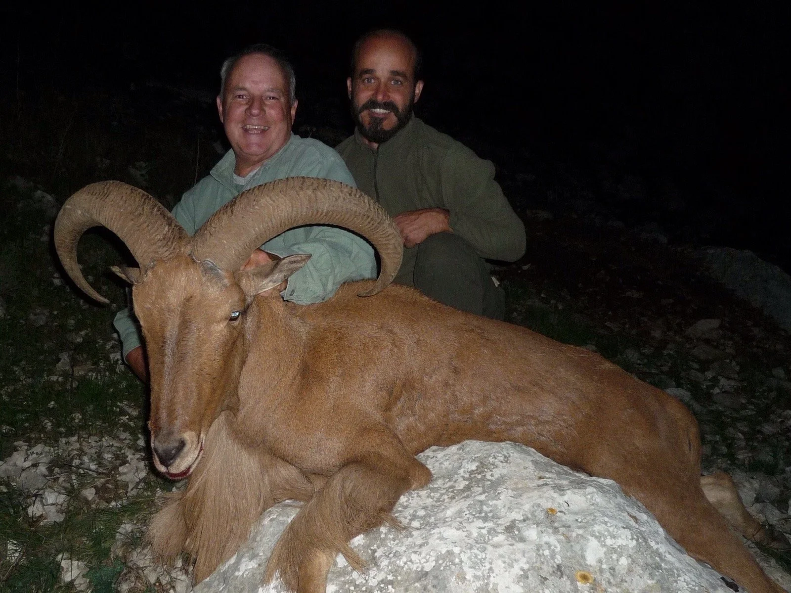 Arrui (Barbary Sheep) — Southeast (Murcia and Almería) (1)
