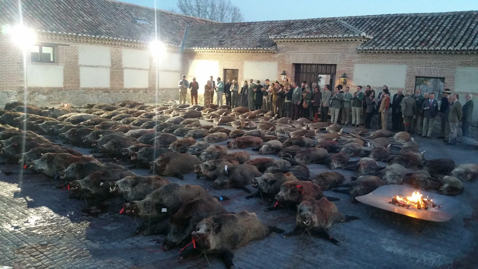 Wild Boar — Driven & Stand — Across Spain (3)