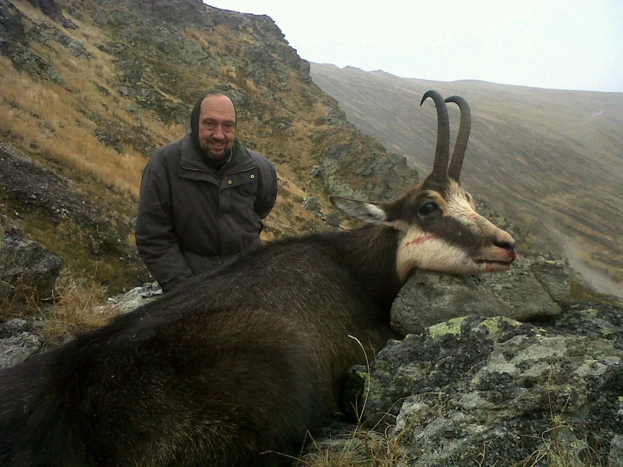 Pyrenean Chamois — Pyrenees (2)