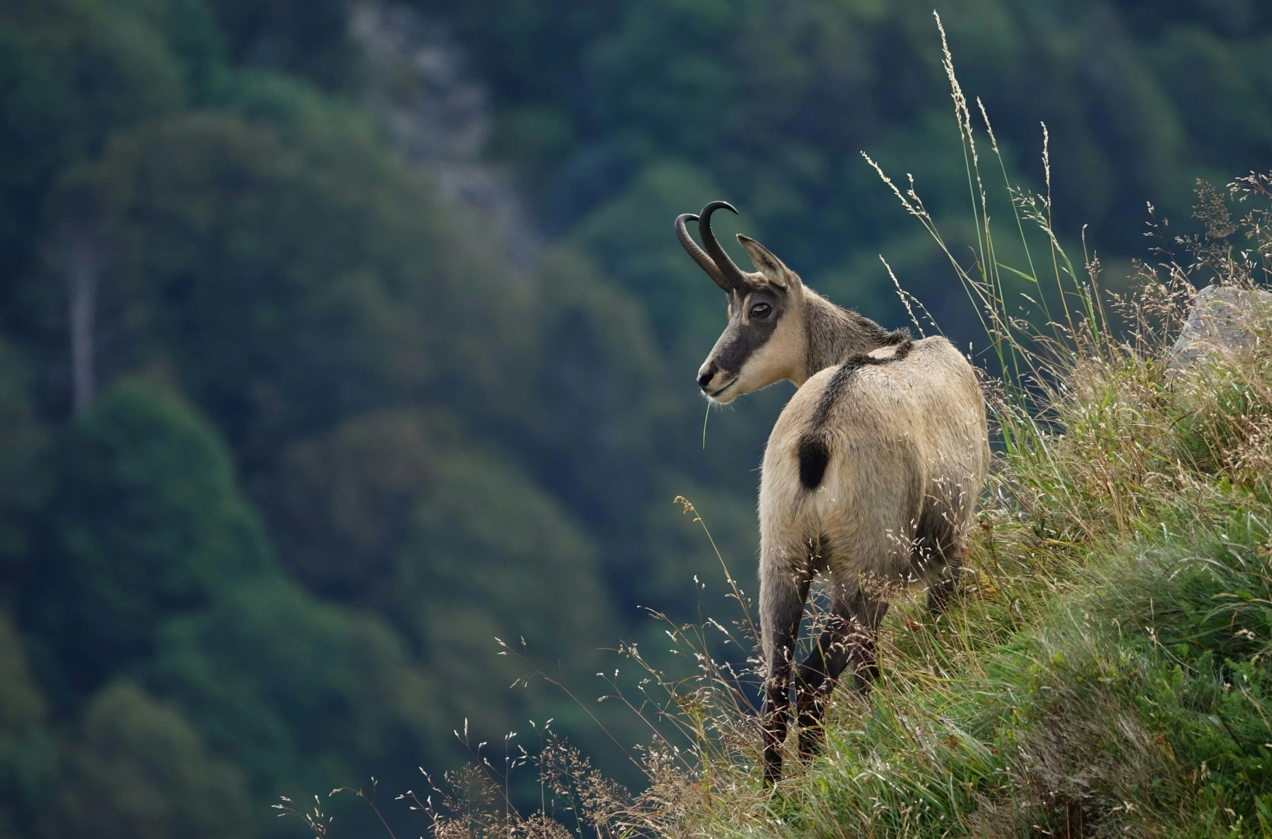 Pyrenean Chamois — Pyrenees (1)